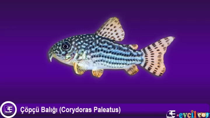 Çöpçü Balığı (Corydoras Paleatus)