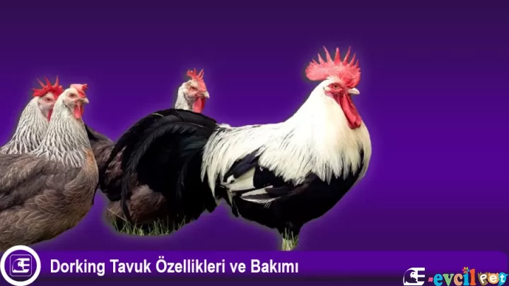 Dorking Tavuğu ve Özellikleri