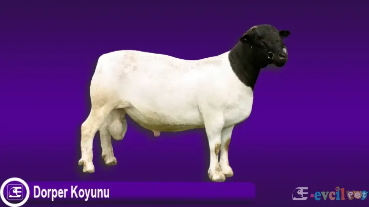Dorper Koyunu