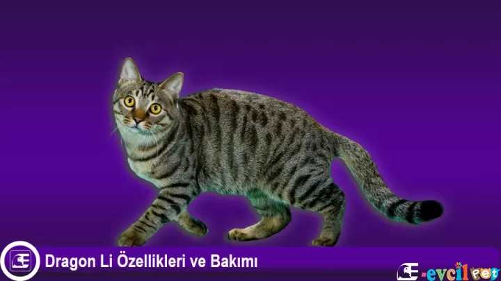 Dragon Li Özellikleri ve Bakımı