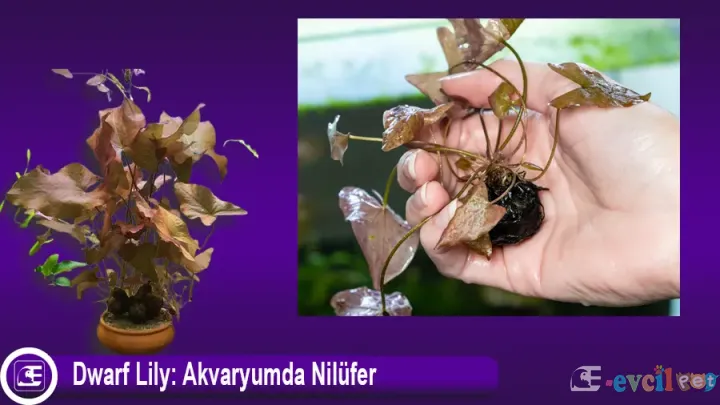 Dwarf Lily: Akvaryumda Nilüfer