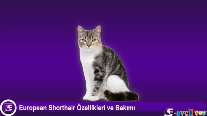 European Shorthair Özellikleri ve Bakımı