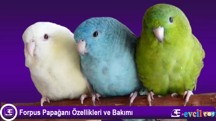 Forpus Papağanı Özellikleri ve Bakımı