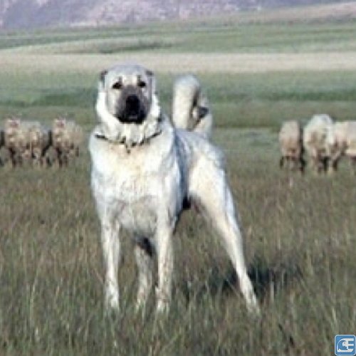 Kangal Köpek Özellikleri ve Bakımı Özellikleri ve Bakım Bilgileri