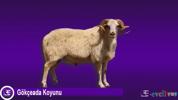 Gökçeada Koyunu