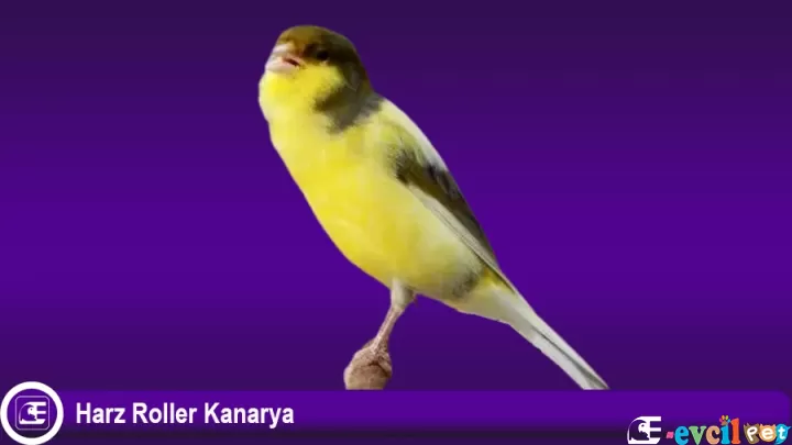 Harz Roller Kanarya