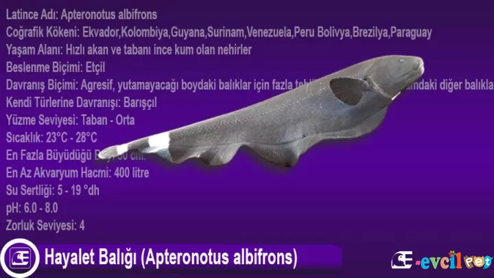 Hayalet Balığı (Apteronotus albifrons)