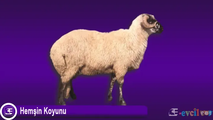 Hemşin Koyunu