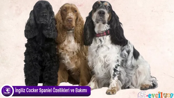 English Cocker Spaniel