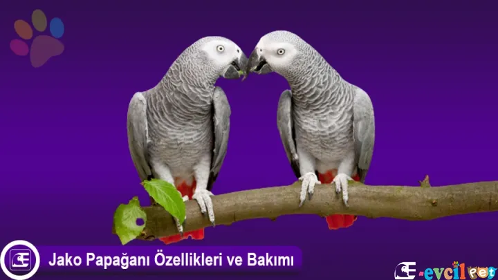 Jako Papağanı (African Grey Parrot)