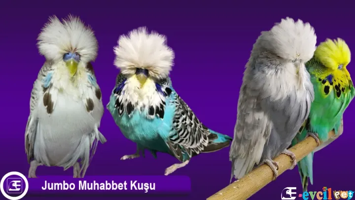 Jumbo Muhabbet Kuşu