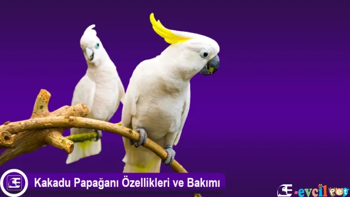 Kakadu Papağanı (Cockatoo)