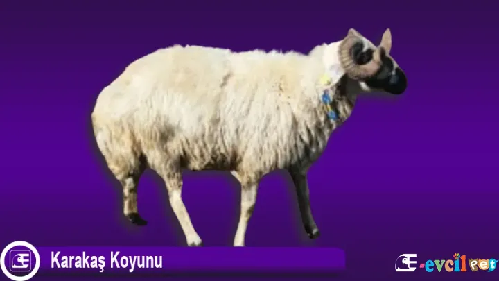 Karakaş Koyunu