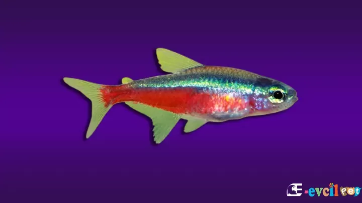 Paracheirodon axelrodi (Kardinal Tetra)