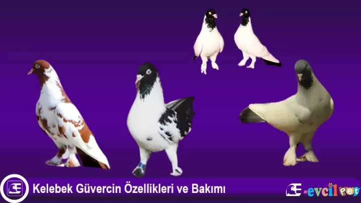 Kelebek Güvercin