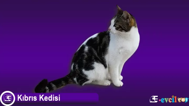 Kıbrıs Kedisi