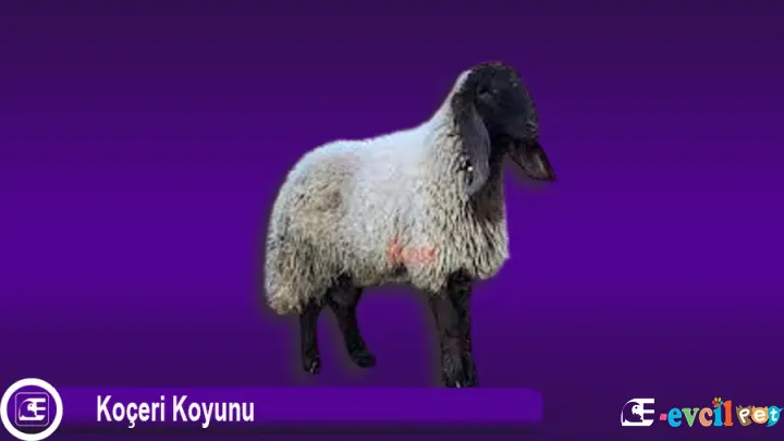 Koçeri Koyunu: Güçlü ve Verimli Yerli Kombine Irk