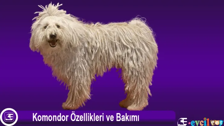 Komondor
