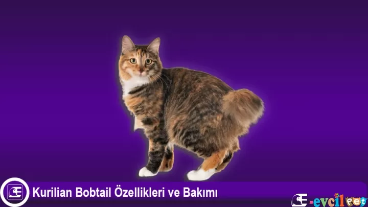 Kurilian Bobtail Özellikleri ve Bakımı