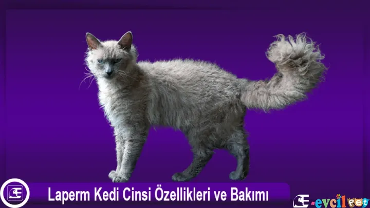 Laperm