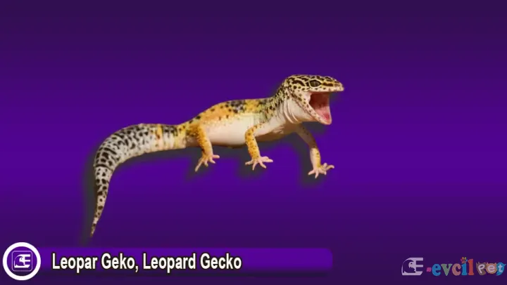 Leopar Geko / Leopard Gecko