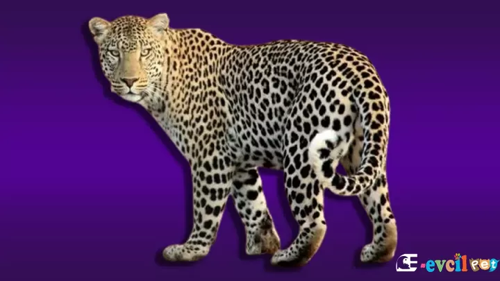 Leopar (Pars)