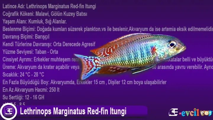 Lethrinops Marginatus Red-fin Itungi