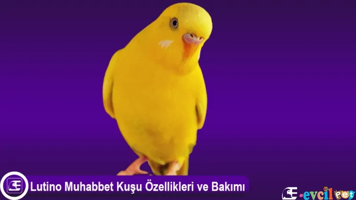 Lutino Muhabbet Kuşu