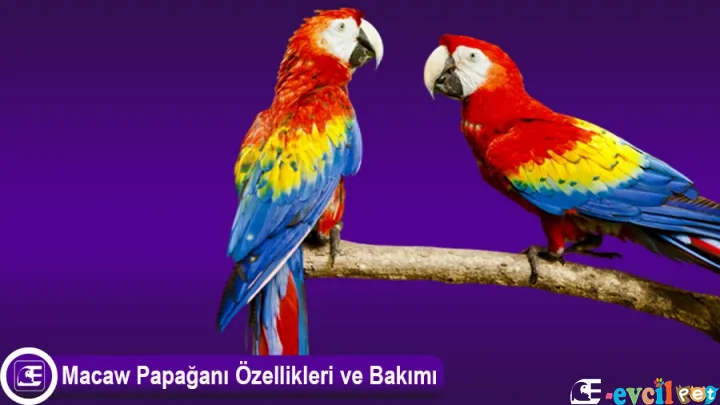Macaw Papağanı Özellikleri ve Bakımı