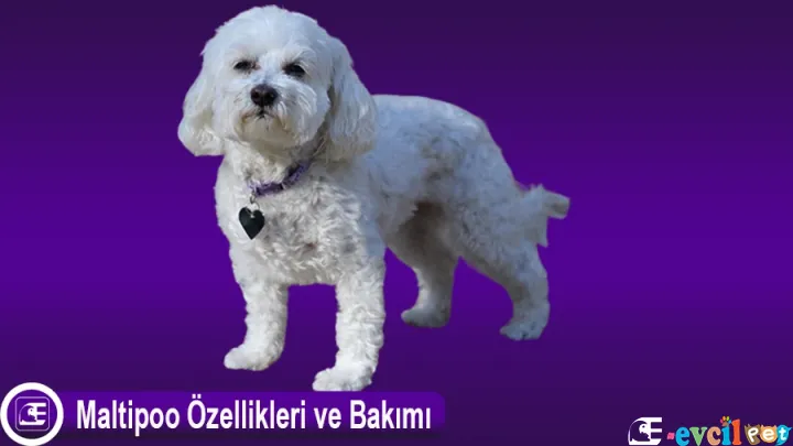 Maltipoo