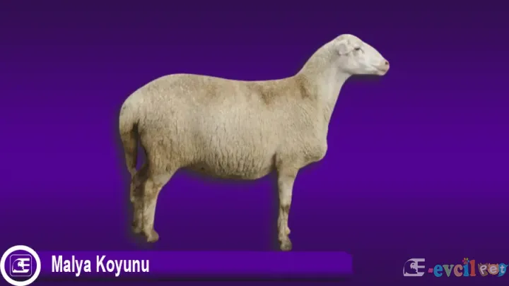 Malya Koyunu