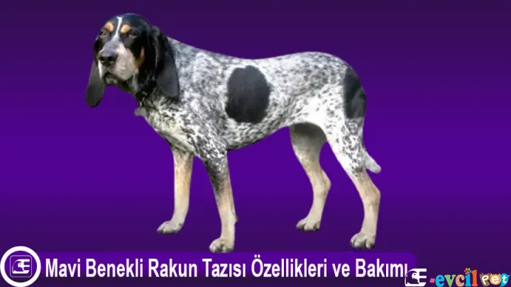 Mavi Benekli Rakun Tazısı Özellikleri ve Bakımı
