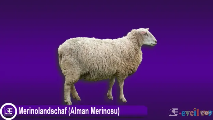 Merinolandschaf (Alman Merinosu)