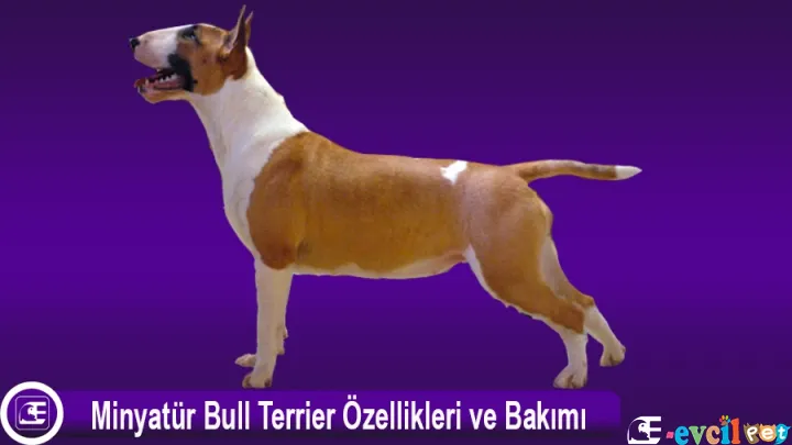 Minyatür Bull Terrier Özellikleri ve Bakımı