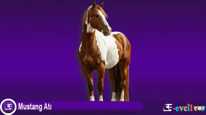 Mustang Atı