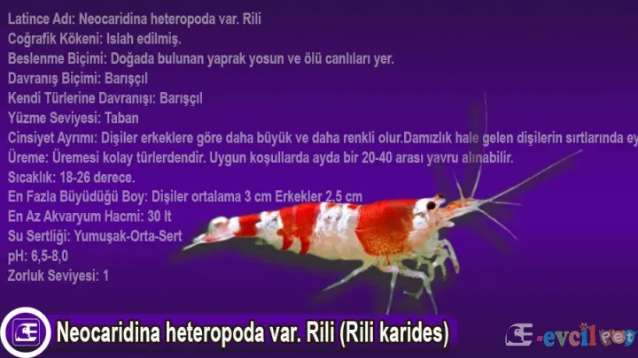 Neocaridina heteropoda var. Rili (Rili karides)