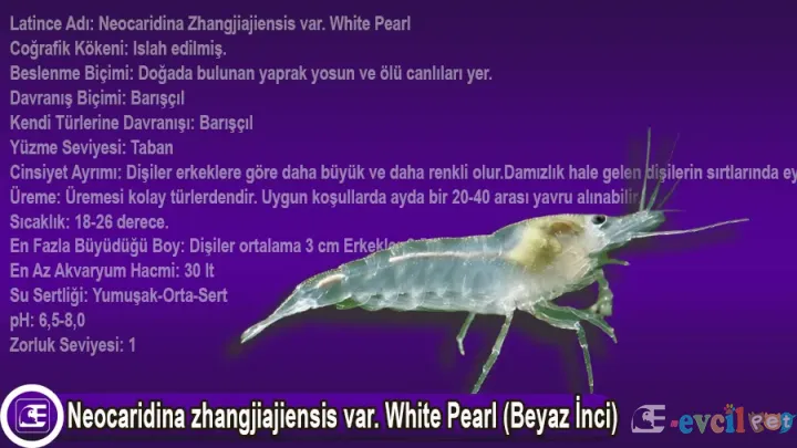Neocaridina zhangjiajiensis var. White Pearl (Beyaz İnci)