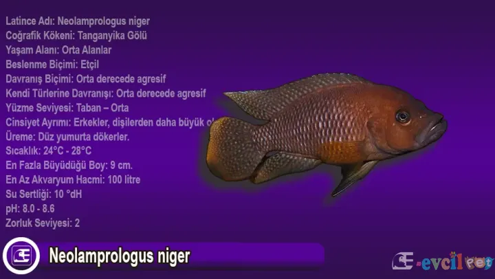 Neolamprologus Niger