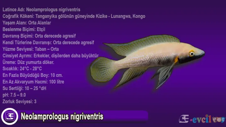 Neolamprologus nigriventris