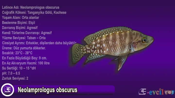 Neolamprologus obscurus