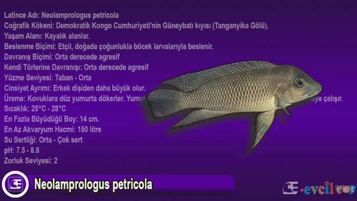 Neolamprologus petricola