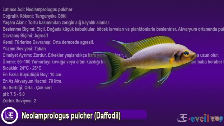 Neolamprologus pulcher (Daffodil)