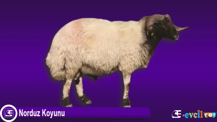Norduz Koyunu