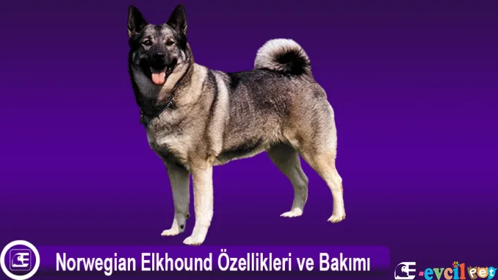 Norwegian Elkhound Özellikleri ve Bakımı