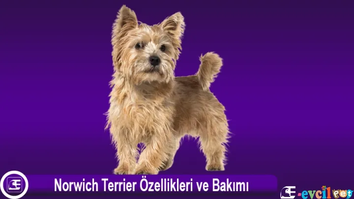 Norwich Terrier Özellikleri ve Bakımı