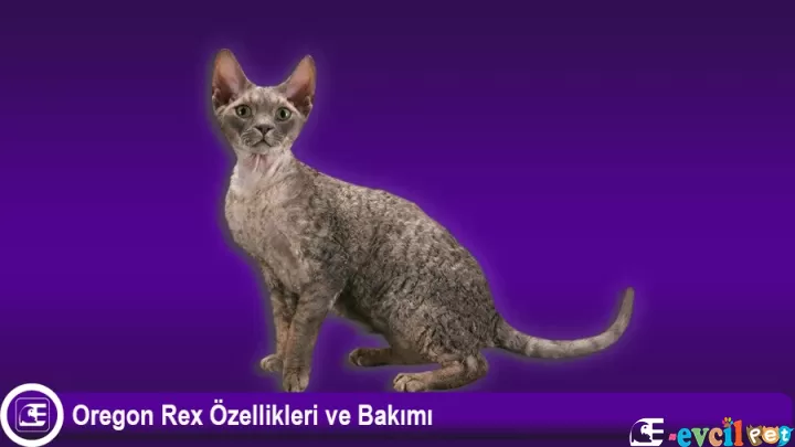 Oregon Rex Özellikleri ve Bakımı