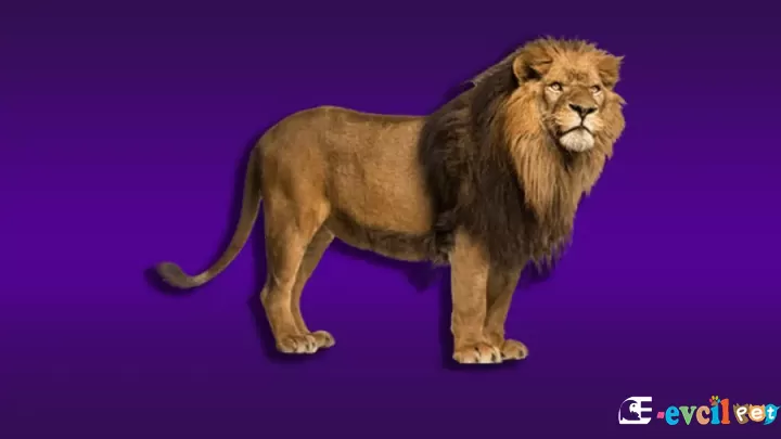 Ormanların Kralı Aslan