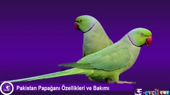 Pakistan Papağanı