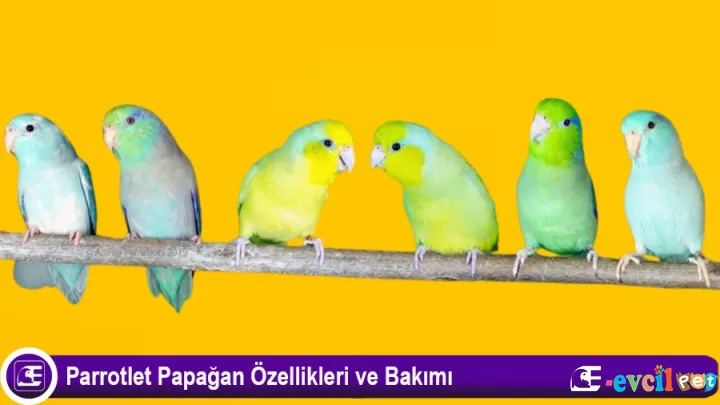 Parrotlet Papağan Özellikleri ve Bakımı