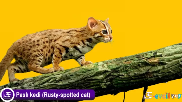 Paslı Kedi Özellikleri ve Bakımı